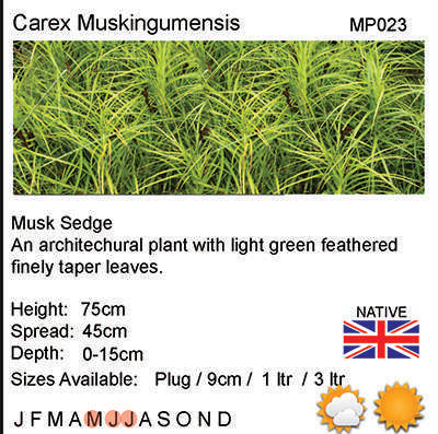 Carex muskingumensis (Oehm) - Marginal Pond Plants - Pond Plants - Water Plants - MP024