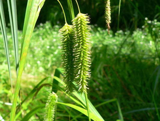 Carex pseudocyperus