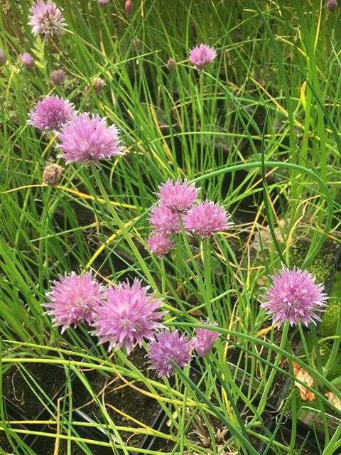 Allium schoenoprasum (Chives) - Marginal Pond Plants - BP005