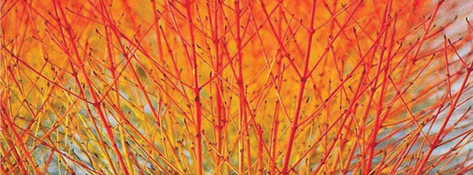 Cornus Sanguinea (Midwinter Fire) - Marginal Pond Plants - BP028