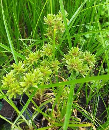 Cyperus alternifolius 'Involucratus' (Umbrella palm) - Marginal Pond Plants - MP029
