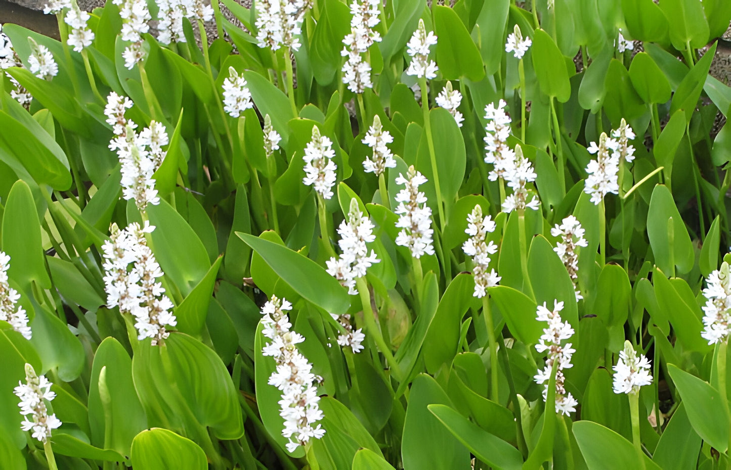 Pontederia cordata 'Alba'