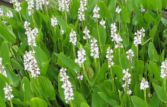 Pontederia cordata ‘Alba’ (White pickerel weed) - Marginal Pond Plants - MP093