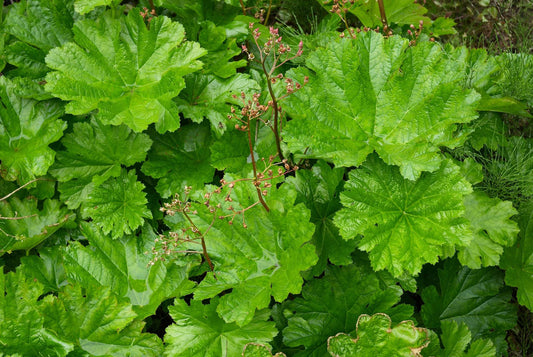 Damera Peltata - Marginal Pond Plants - BP032