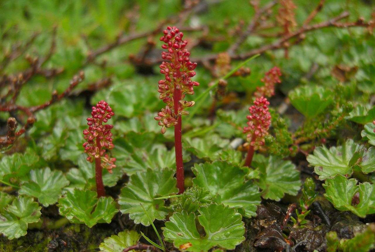 Gunnera magellanica (Devil’s strawberry) - Marginal Pond Plants - BP043