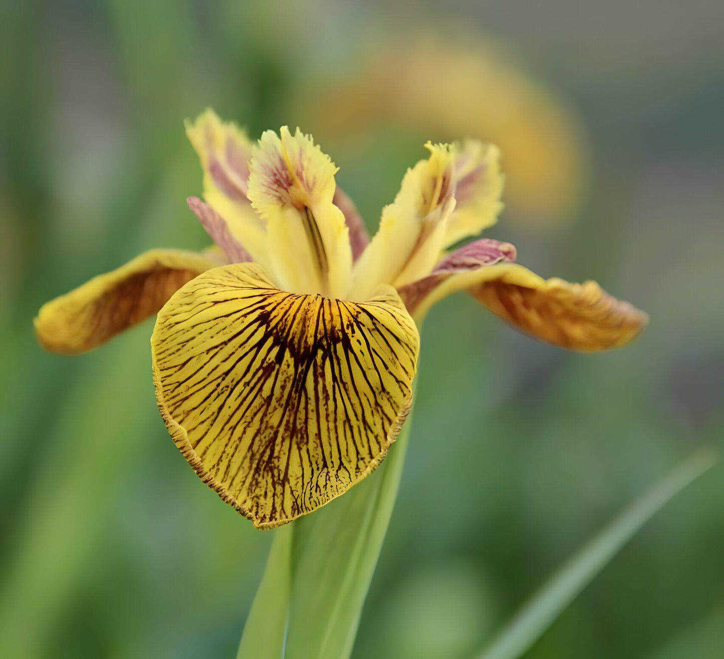 Iris pseudacorus 'Berlin Tiger'