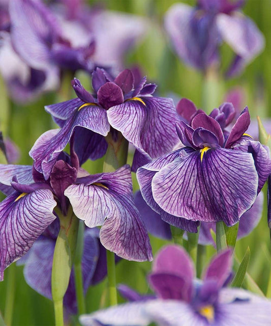 Iris ensata 'Activity'