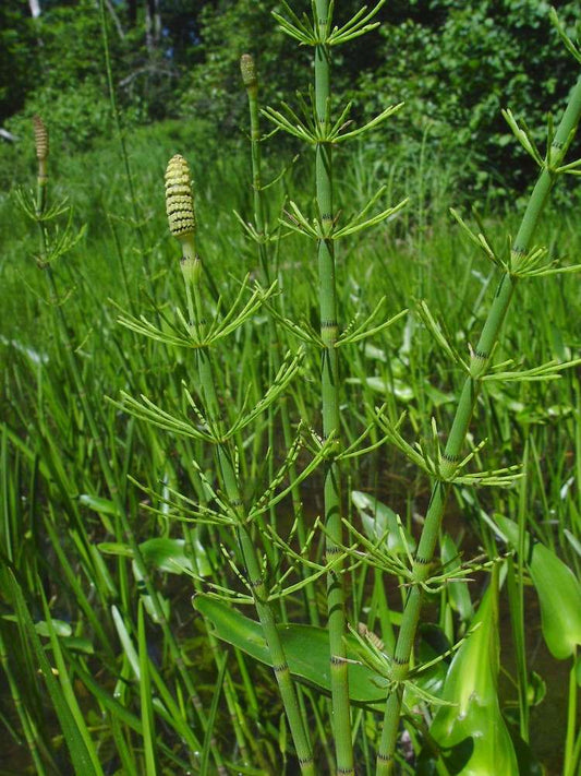 Equisetum fluviatile - Marginal Pond Plants - MP034