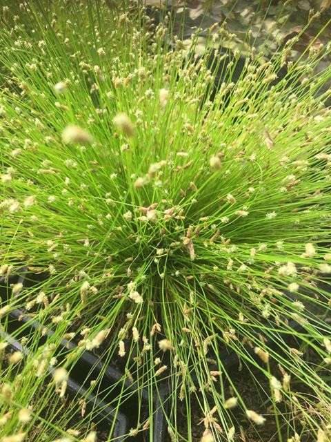 Scirpus cernuus