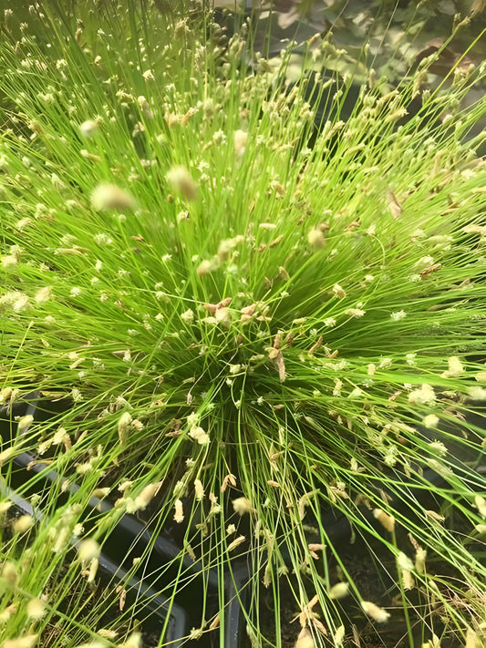 Scirpus cernuus