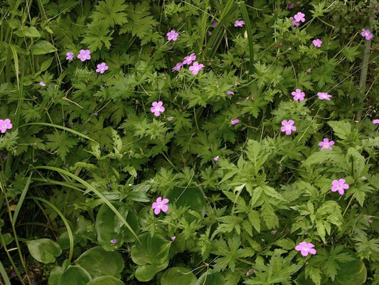 Geranium palustre - Marginal Pond Plants - BP042