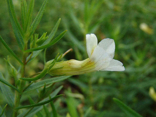 Gratiola officinalis (Summer Snowflake) - Marginal Pond Plants - MP042