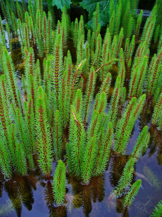 Hippuris vulgaris (Mare’s tail) - Marginal Pond Plants - Pond Plants - Water Plants - OX008