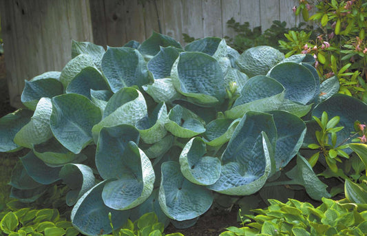 Hosta abiqua 'Drinking Gourd' - Marginal Pond Plants - BP045