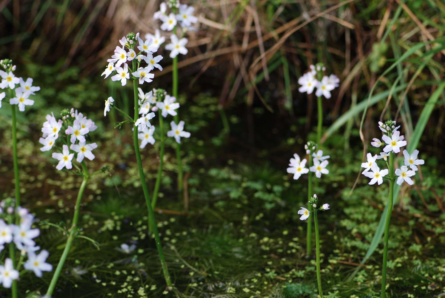 Hottonia Palustris - Marginal Pond Plants - Pond Plants - Water Plants - OX009