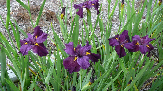 Iris louisiana ‘Pegaletta’ - Marginal Pond Plants - MP056