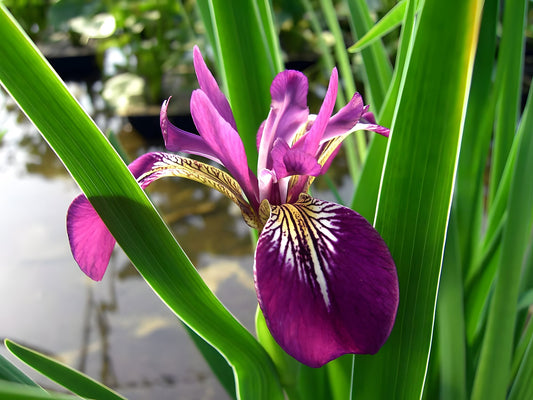 Lincolnshire Pond Plants Bee Marginal 8 Pack - Potted - BF802
