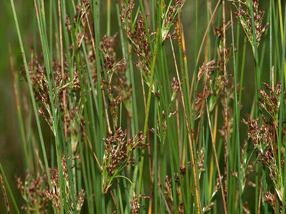 Juncus inflexus (Hard rush) - Marginal Pond Plants - MP067
