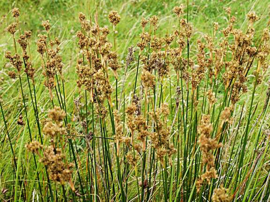 Juncus maritimus (Sea rush) - Marginal Pond Plants - MP067A