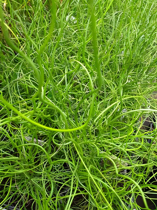 Juncus effusus var. spiralis