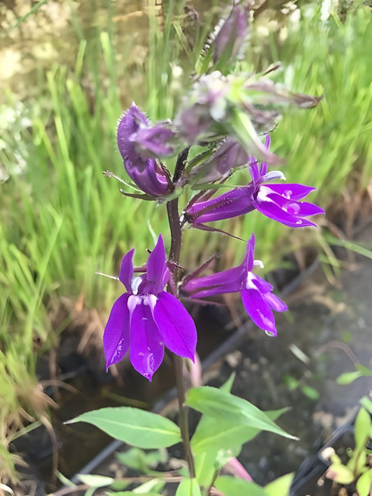 Lobelia × speciosa 'Vedrariensis' - Purple Lobelia, Pond Marginal Plant
