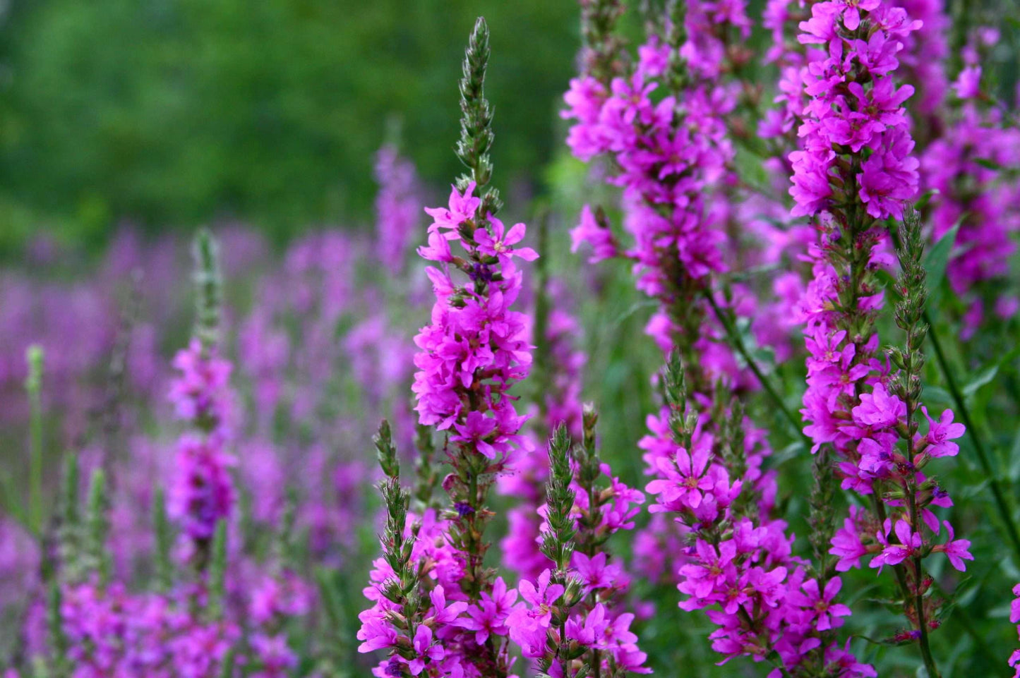 Lincolnshire Pond Plants Bee Pack Potted - BFPL02