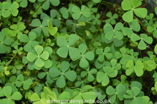 Marsilea quadrifolia (Water shamrock or Upright water clover) - Marginal Pond Plants - Pond Plants - Water Plants - OX014
