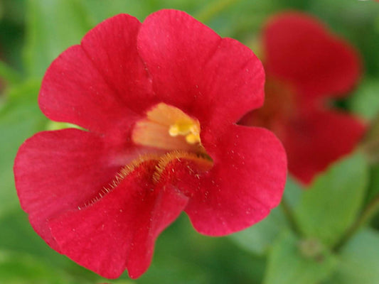 Mimulus cupreus ‘Red Emperor’ - Marginal Pond Plants - MP080