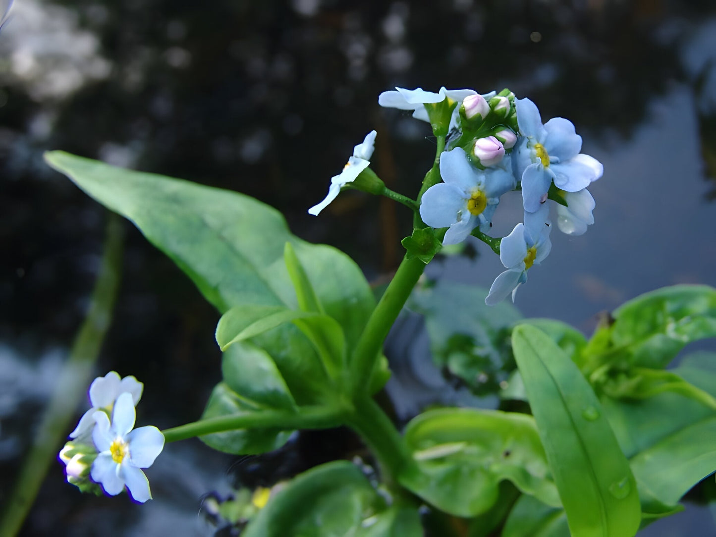 Myosotis scorpioides