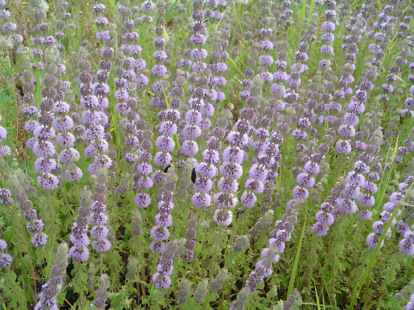Mentha pulegium
