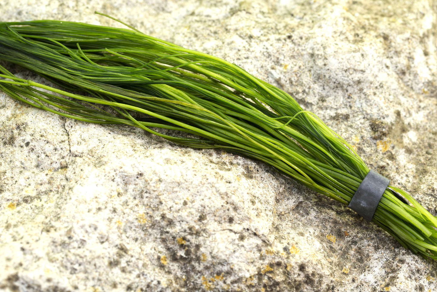 Ranunculus aquatilis (water crowsfoot) - oxygen plant - pond plant - water plant - OX022