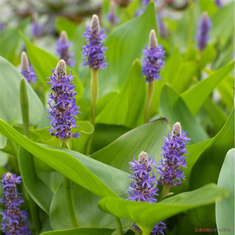 Pontederia cordata lanceolata (Giant Pickerel Weed) - Marginal Pond Plants - MP095