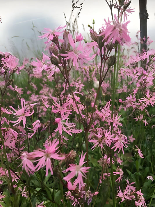 Lychnis flos-cuculi