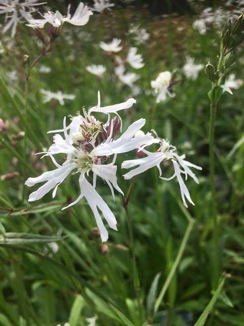 Lychnis flos-cuculi alba (White ragged robin) - Marginal Pond Plants - MP070