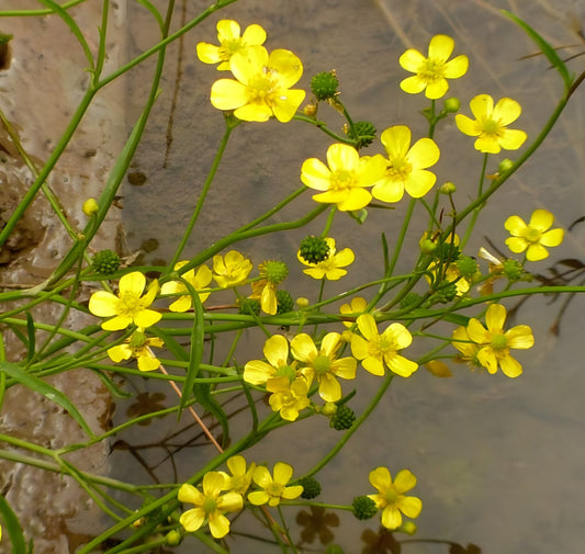Lincolnshire Pond Plants Native Pack Potted - NNL02