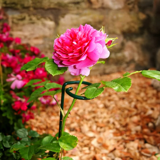PoppyForge Single Stem Supports (pack of 4)