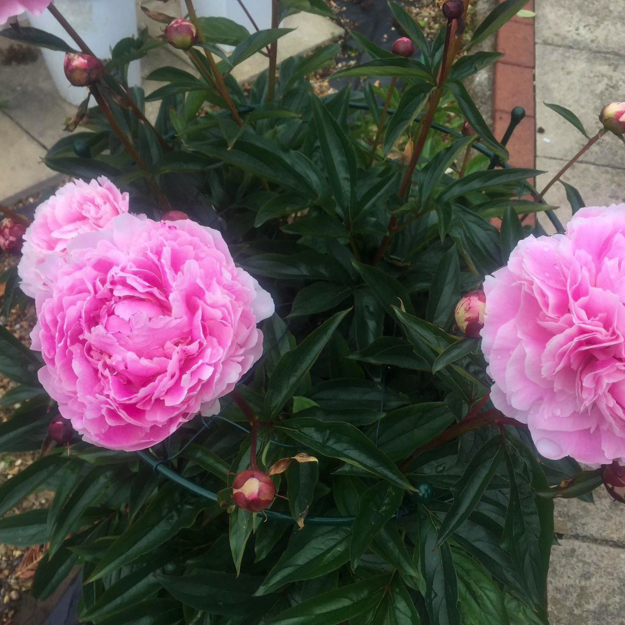 PoppyForge Peony/Rose Supports Green (pack of 2)