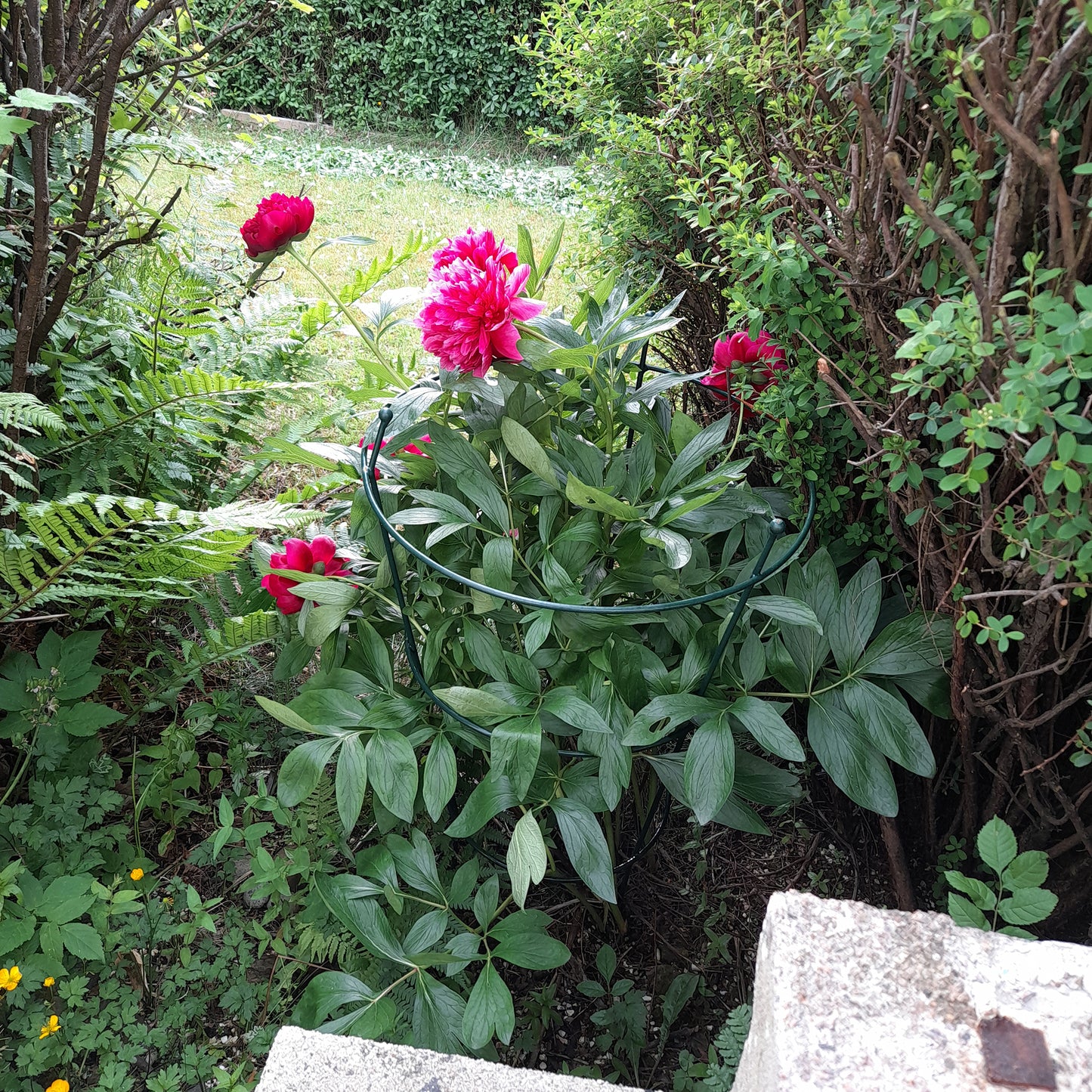 PoppyForge Peony/Rose Supports Green (pack of 2)