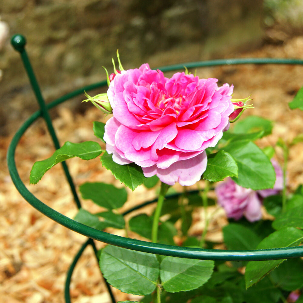 PoppyForge Peony/Rose Supports Green (pack of 2)