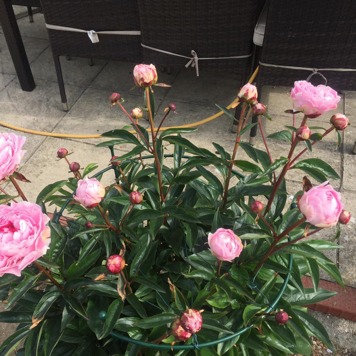 PoppyForge Peony/Rose Supports Green (pack of 2)