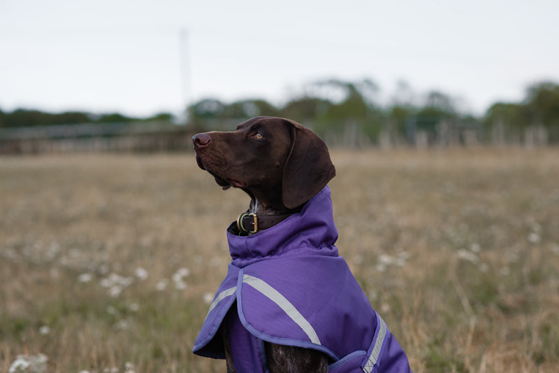 Luxe Waterproof Dog Coat 0g - Purple