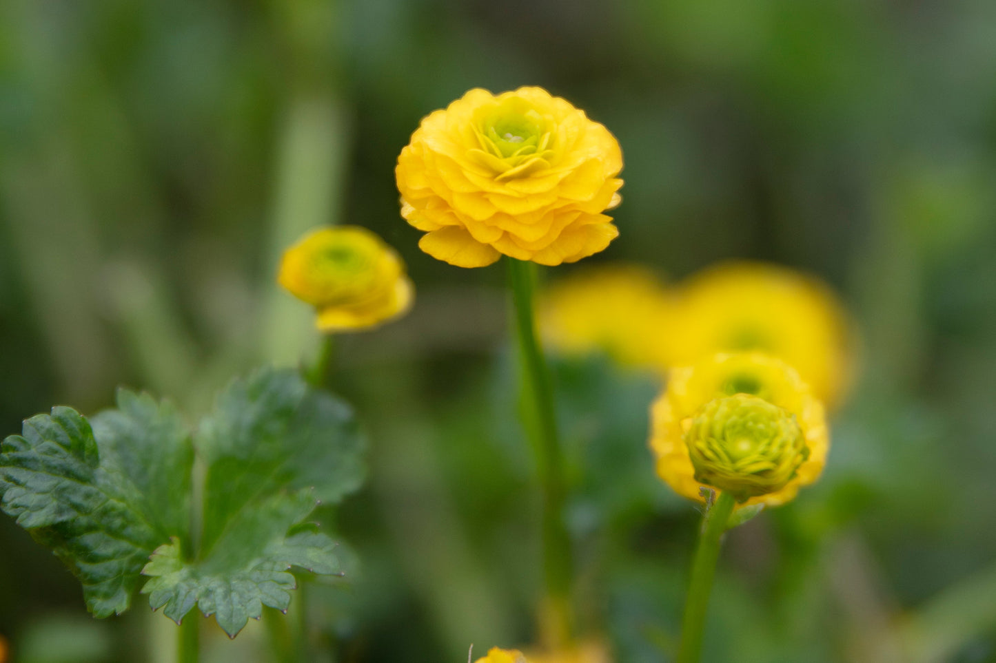 Ranunculus Acris (batchelor buttons) - Marginal Pond Plants - MP098