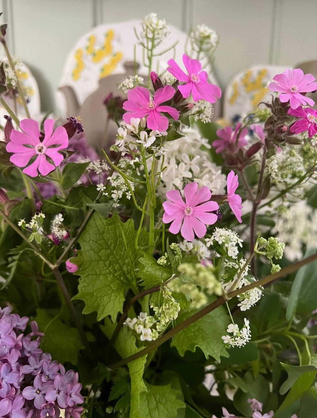 Red Campion