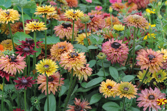 Rudbeckia Sahara