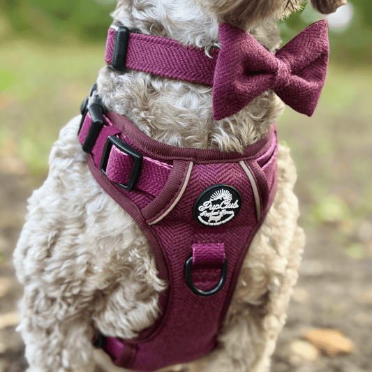 Dog Bow Tie - Berry Tweed