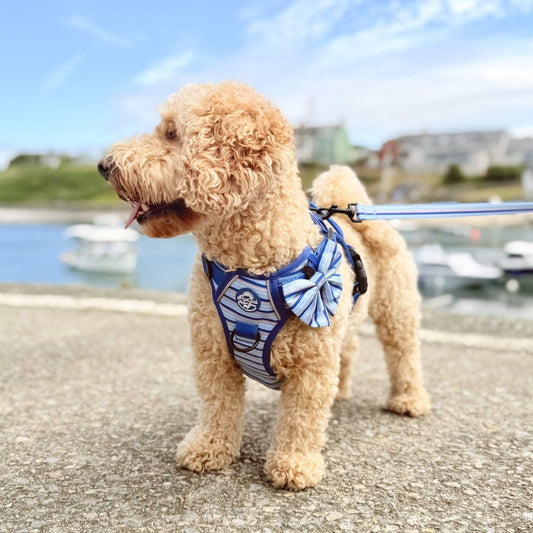 Dog Sailor Bow - Sea Breeze Stripes