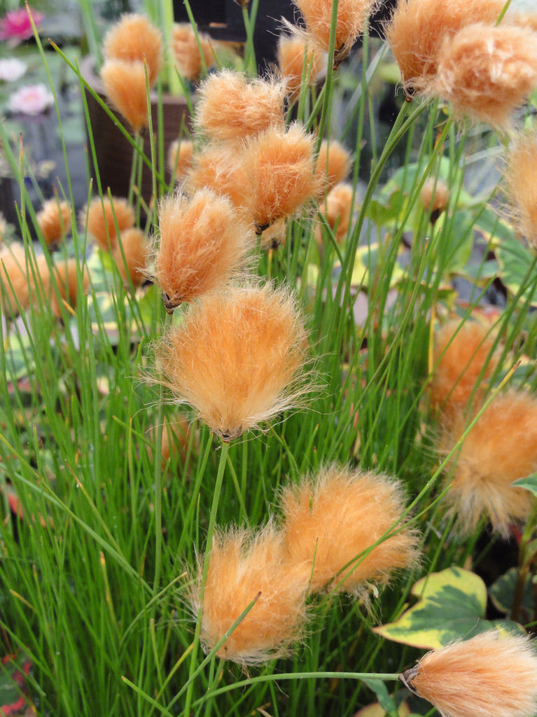 Eriophorum russeolum