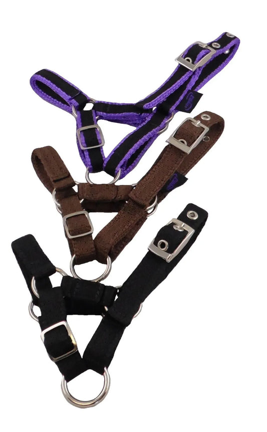 Banbury Headcollar - For Minis, Alpaca, Llama, Sheep