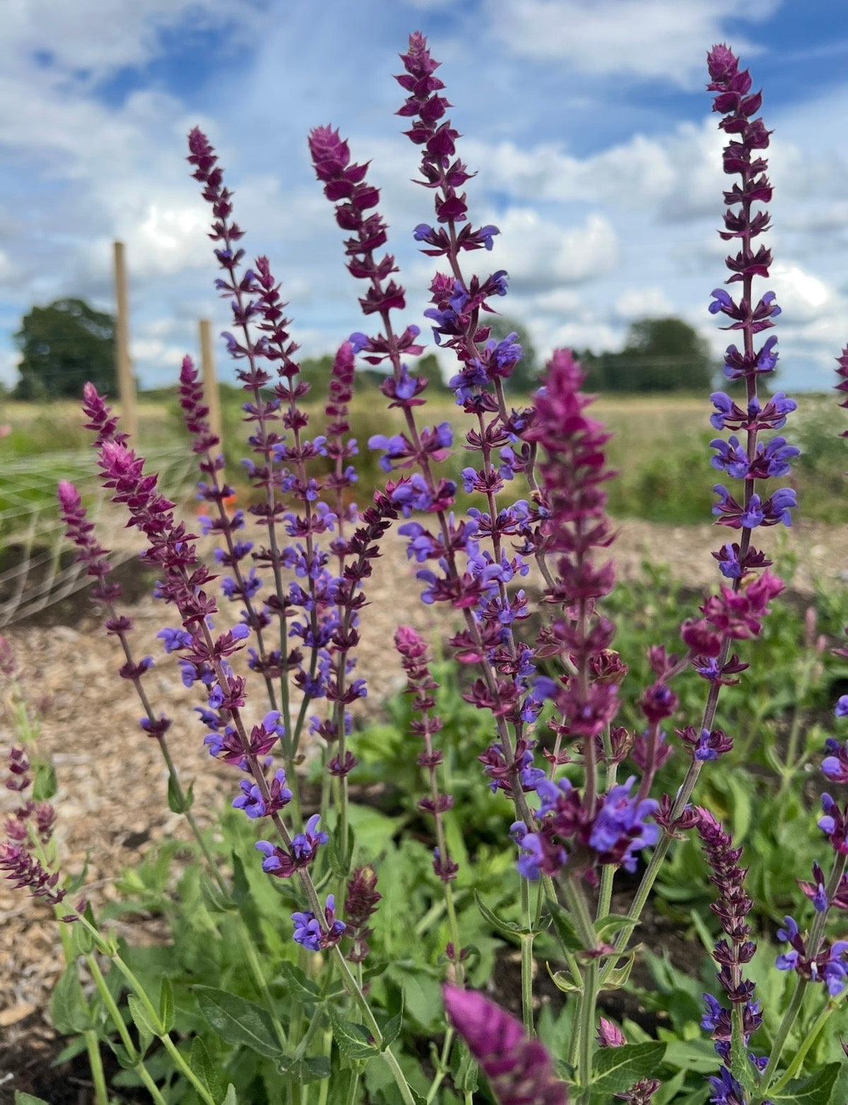 Salvia Violet Queen