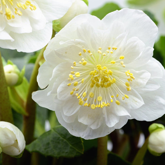 Mix of 3 Hellebore/Helleborus (3 x 9cm Pots)